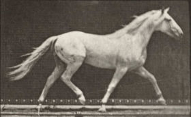 Plate 596 'Eagle' trotting, free — figure reference
